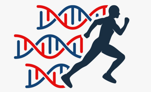 Геном спортсмена